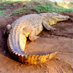 St. Lucia Croc